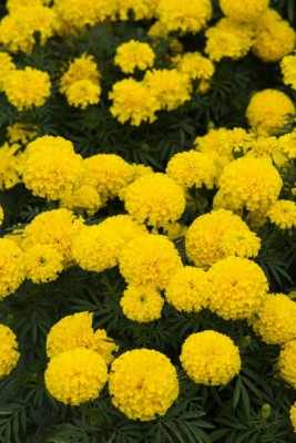 ZIXA marigold/gende ka phool flower seeds Seed(25 per packet)