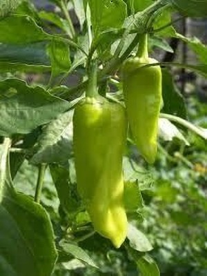 LPR Chilli seeds Seed(100 per packet)