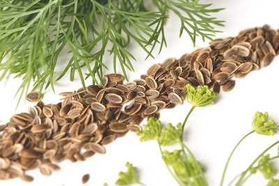 CYBEXIS NBIR-25 - Dill(Anethum graveolens) - (250 Seeds) Seed(250 per packet)