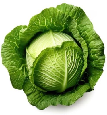 Lorvox Cabbage Hybrid Seed(1100 per packet)