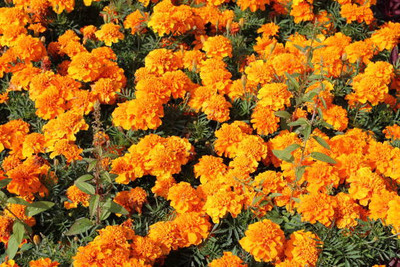 Shree Poojan marigold/gende ka phool flower seeds Seed(75 per packet)
