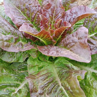 CYBEXIS F13Purple Lettuce Seeds2000 Seeds Seed(2000 per packet)