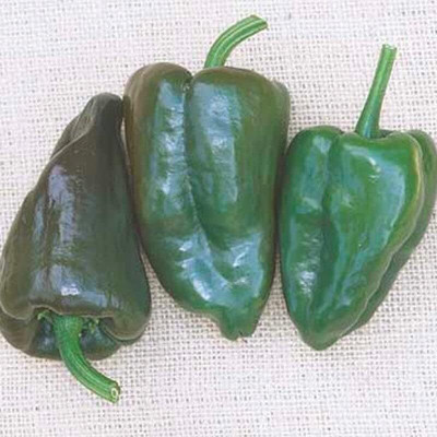 Biosnyg High Yield Mulato Island Pepper Seeds for Home Gardening-(400 Seeds) Seed(400 per packet)