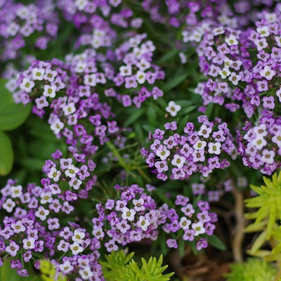 Avysa Alyssum Seeds - Violet Queen Seed(50 per packet)