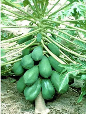 BDSresolve Hybrid papaya seeds for home garden Seed(100 per packet)