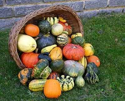 Qualtivate XXX-4A Pumpkin Seven Mix Ornamental Seeds Seed(50 per packet)