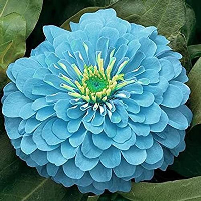 LPR ZINNIA, ZENNIA Seed(20 per packet)