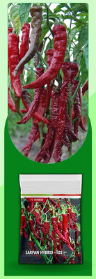 WILLVINE HUA -VII Red chilli seeds | Mirchi seeds[10gm, 2000 Seeds] Seed(2000 per packet)