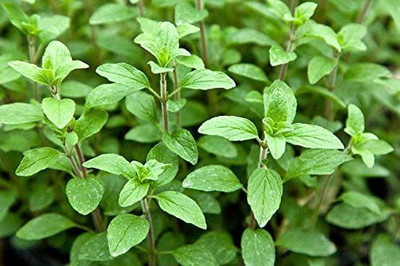 CYBEXIS XLL-86 - Oregano Common Italian - (1350 Seeds) Seed(1350 per packet)