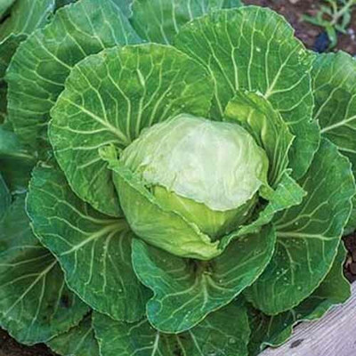 CYBEXIS Earliana Cabbage2000 Seeds Seed(2000 per packet)
