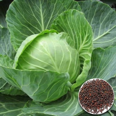 Greenfall Urban Gardening Cabbage Seed(50 per packet)