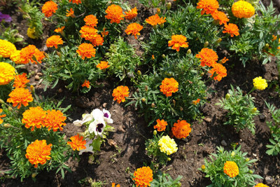 parrot creation marigold,gende ka phool seeds Seed(21 per packet)
