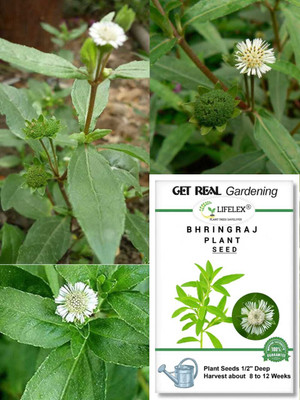 LIFELEX Bhringraj Plant Seed(34 per packet)