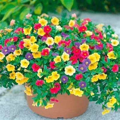 CYBEXIS Mixed Petunia Flower Seeds Seed(1 g)