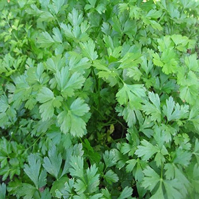 KNESSiN Seeds Parsley Seed(500 per packet)