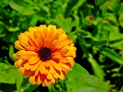 Aywal Calendula Mix Seed(80 per packet)