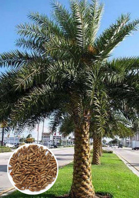 bloomaura date palm Seed(10 per packet)