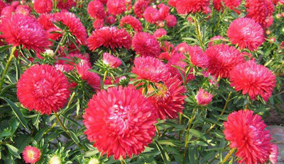 CYBEXIS LXI-22 - Magenta Chrysanthemum China Aster - (270 Seeds) Seed(270 per packet)