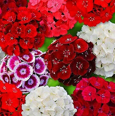 Aywal Dianthus Barbarini Red Flower Seed(70 per packet)