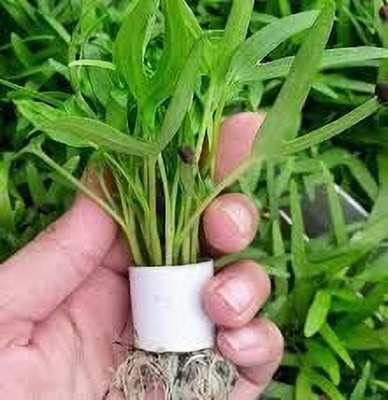 CRGO SPINACH , PALAKH Seed(250 per packet)