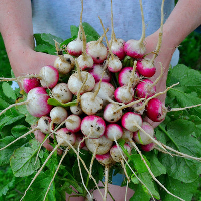 Qualtivate PUA-4A Sparkler White Tip Radish Seed(300 per packet)
