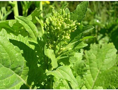 Qualtivate PUAS-8A Broccoli - 'Early Fall Rapini' Seed(300 per packet)