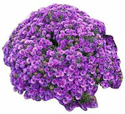 CYBEXIS Chrysanthemum Seeds - Purple seeds Seed(50 per packet)