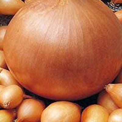 CYBEXIS Heirloom Onion Seeds Organic Vegetable1000 Seeds Seed(1000 per packet)