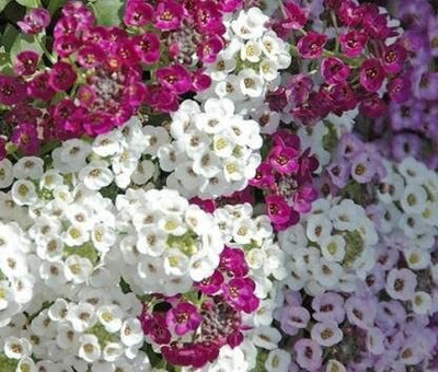Lorvox Exotic sweet allysum Seed(54 per packet)