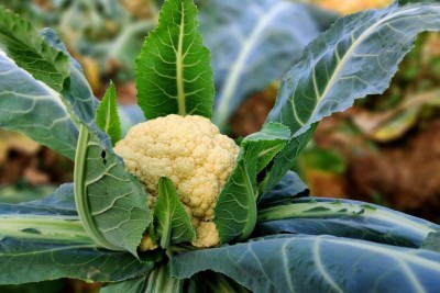 XOLDA Organic Cauli flower Seed(45 per packet)