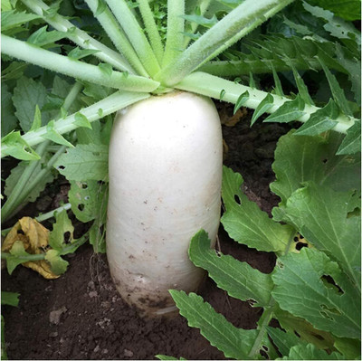 KNESSiN White Radish Seed(1250 per packet)
