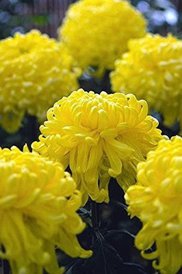 WILLVINE NBIR-420 Chrysanthemum Yellow colour F1 Hybrid Seeds Seed(25 per packet)