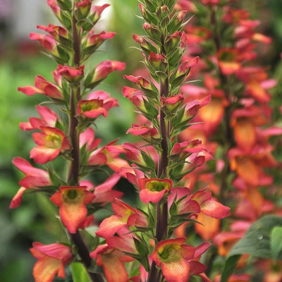 CYBEXIS Digiplexis, Illumination Flame400 Seeds Seed(400 per packet)