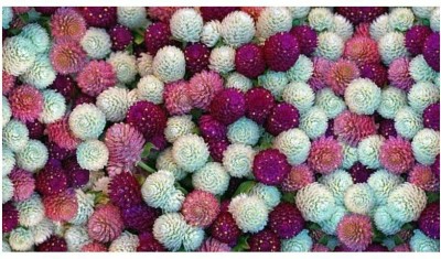 Mozette Exotic gomphrena Seed(37 per packet)