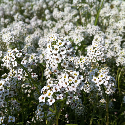 CYBEXIS Alyssum White Flower Seed(1 g)