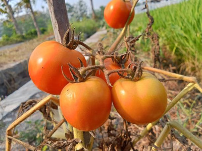 XOLDAA tomato Seed(110 per packet)