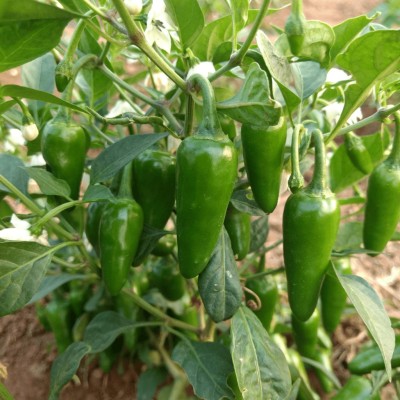 KUSH Bullet Chili Seeds Seed(101 per packet)