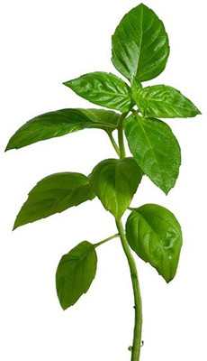 VibeX ® RXI-40 Basil Lime Garden Herb Seed(1000 per packet)