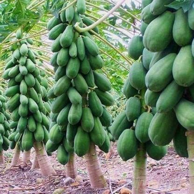 STOKIYA hybride papaya seed Seed(400 per packet)