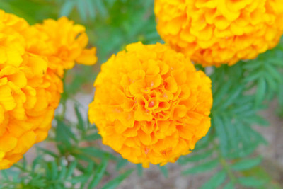 FarmCare marigold/gende ka phool flower seeds Seed(50 per packet)