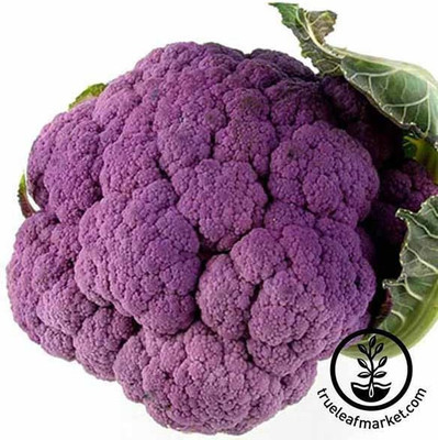 CYBEXIS Graffiti Hybrid Cauliflower Variety-250 Seeds Seed(250 per packet)