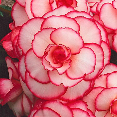 Audbhidhi Winter Flower Seeds Combo Begonia Seed(2 per packet)