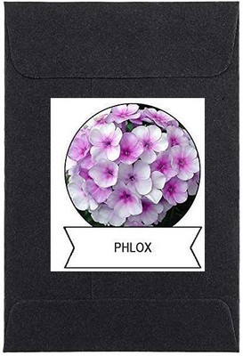 CYBEXIS Phlox Flower Seeds100 Seeds Seed(100 per packet)