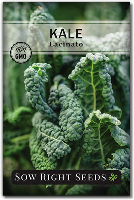 WILLVINE SYN -II Lacinato Kale Seed for Planting [50g] Seed(15000 per packet)