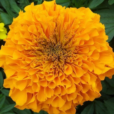 XOLDA Exotic mix marigold Seed(15 per packet)