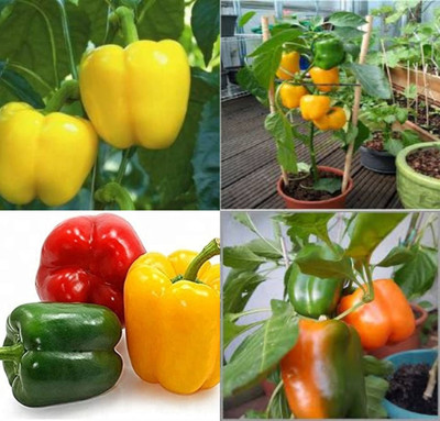 ibains Agriculture seeds for capsicum shimla mirchi beez 39 Seed(39 per packet)