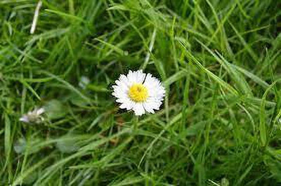 Paudha daisy white mix flower seed Seed(50 per packet)
