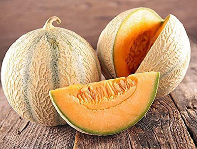 CYBEXIS VVI-55 - Musk Melon Arjun F1 Hybrid - (1350 Seeds) Seed(1350 per packet)