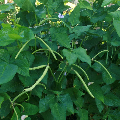 CRGO BEANS Seed(95 per packet)