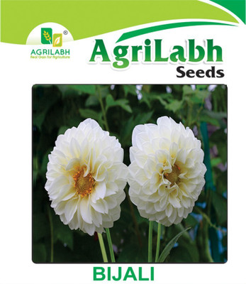 agrilabh flowers seeds, BIJALI SEED Seed(5 g)